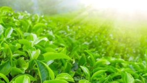 خودنمایی ۵۵برند چای گیلان در بازارها