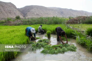 محدودیت سه ساله برای کشت برنج در استانهای غیرشمالی