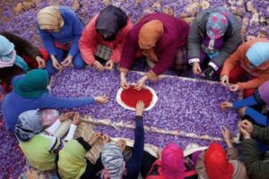 حراج ارزش افزوده زعفران طلای سرخ