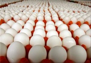 قیمت تخم مرغ رکورد زد