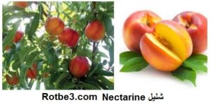 ایران در رتبه۵ جهانی تولید هلو و شلیل