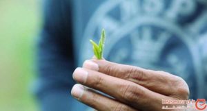 چای دارجلینگ، اکسیری با مشتریان اروپایی و آمریکایی