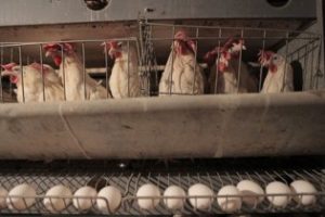مهمترین مشکلات حال حاضر صنعت مرغداری کدامند؟