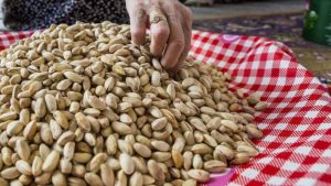 فشرده شدن گلوی صادرات پسته با کم آبی