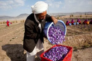 تربت حیدریه کانون قاچاق!