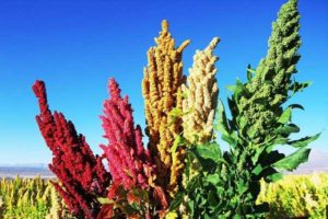 خاویار گیاهی کویر را بشناسیم
