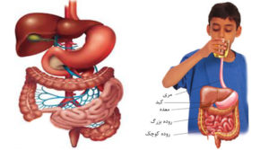 پیشگیری از دیابت،فشار خون، کبد چرب و چاقی با روزهداری