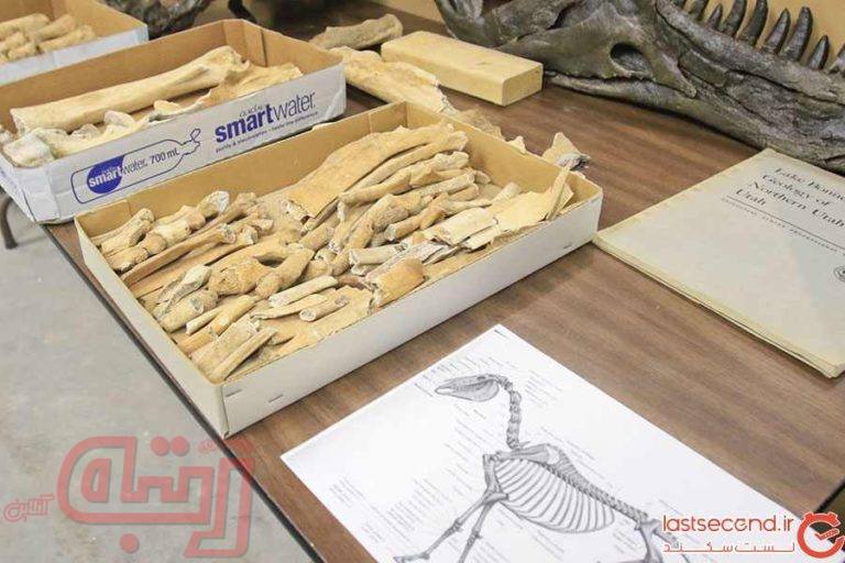 اسبی که 16هزار سال عمر کرد+تصاویر