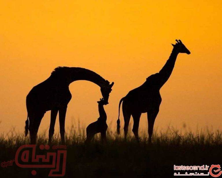 مسابقه‌ عکاسی نشنال جغرافی در اینستاگرام