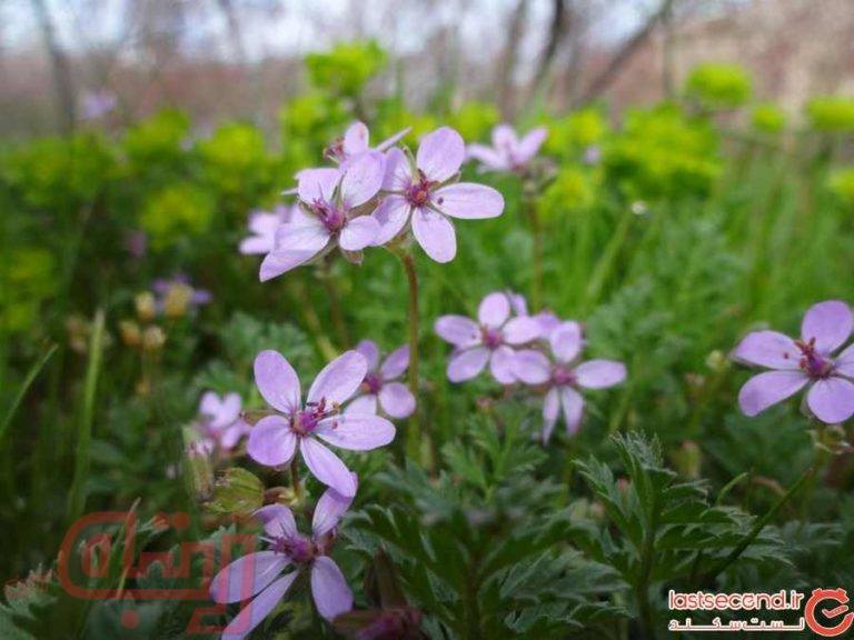 گشتی در خیره‌کننده‌ترین منطقه‌ ممنوعه‌ ایران