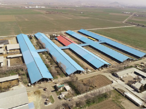 “زکشت” گندم و کلزا به دولت فروخت