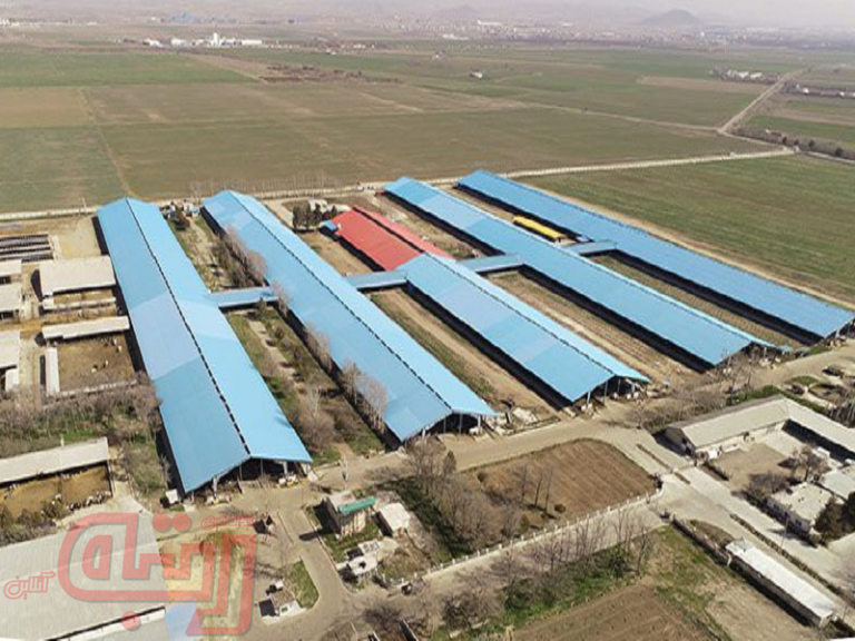 “زکشت” گندم و کلزا به دولت فروخت