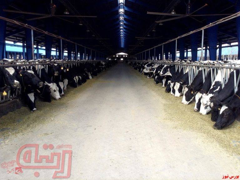 “زشریف” هم افزایش نرخ گرفت