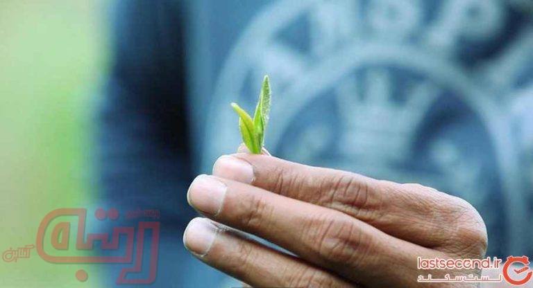 چای دارجلینگ، اکسیری با مشتریان اروپایی و آمریکایی