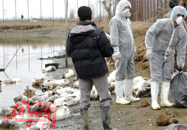 آخرین وضعیت ابتلاء انسانی به آنفلوآنزای پرندگان در ایران