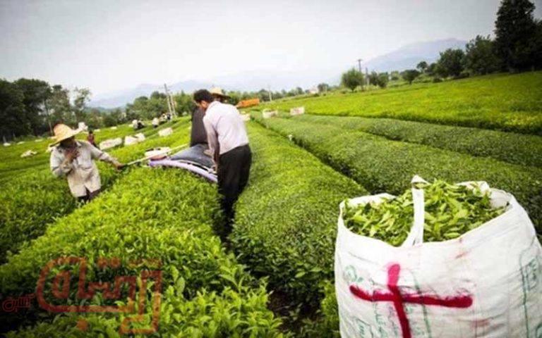 رشد 6 درصدی تولید برگ سبز چای