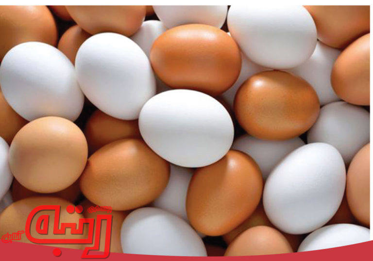 آغاز فروش تخم‌مرغ دولتی از امروز