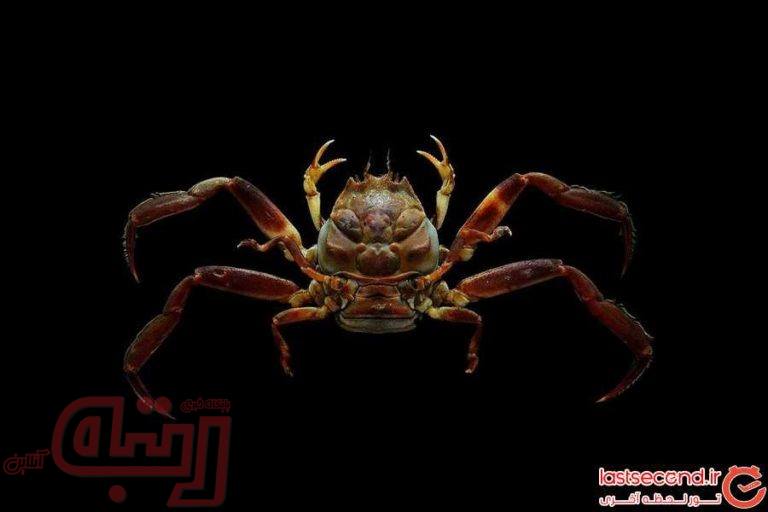 خرچنگی عجیب با صورتی شبیه به انسان!