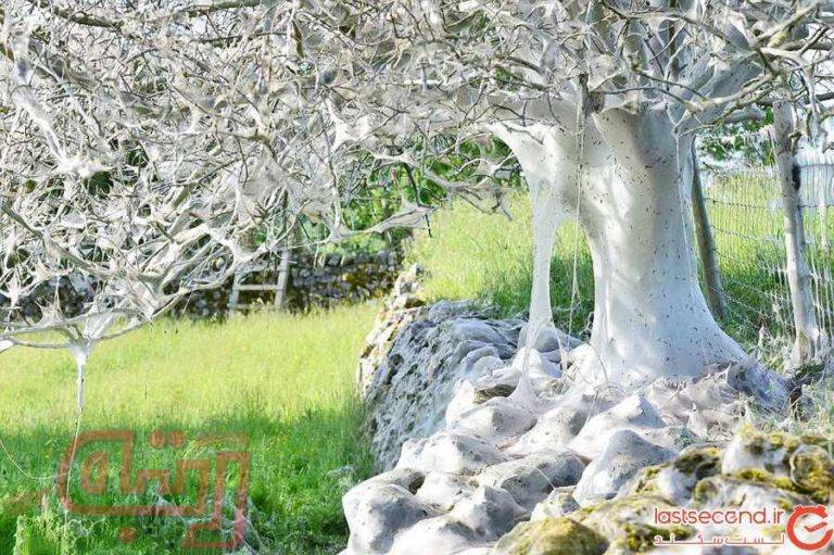 درخت ترسناکی در انگلیس که پوشیده از تارهای ابریشم است!