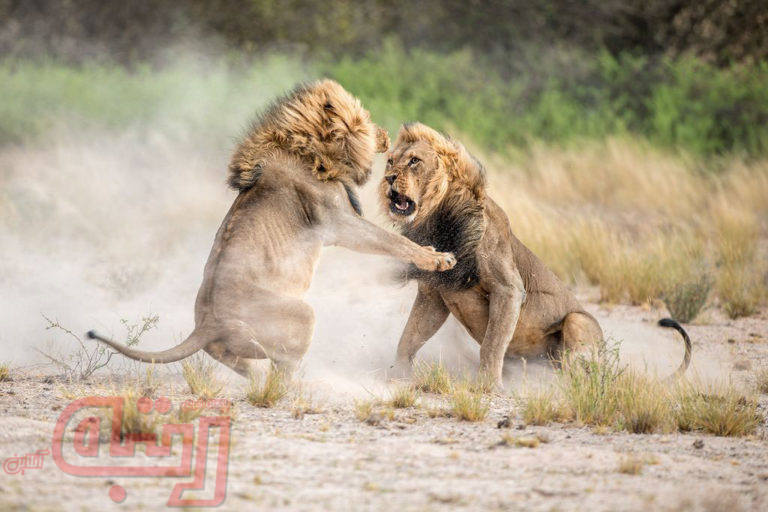 عکس روز نشنال جئوگرافیک؛ مبارزه خونین