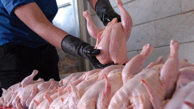 قیمت مرغ متعادل شد