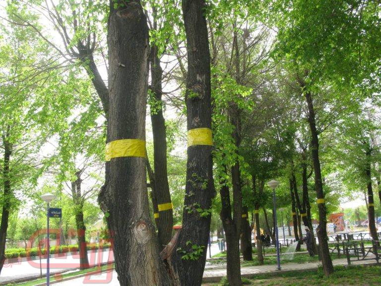 امکان حذف مگس‌های سفید وجود ندارد