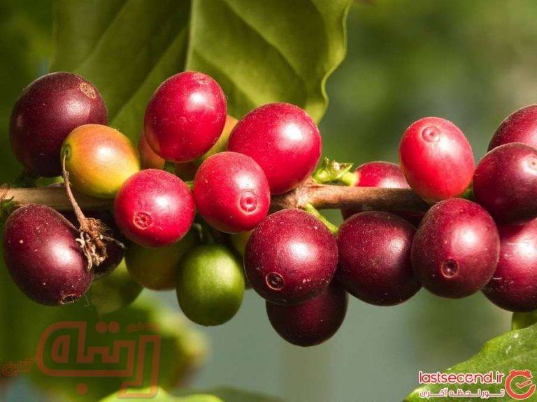 رتبه‌داری پرو با 7 گونه میوه‌ و سبزیجات عجیب