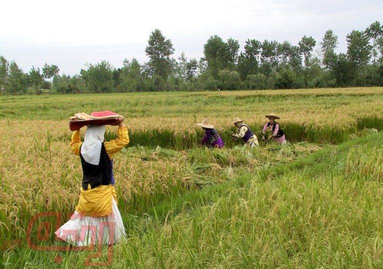 رشد بخش کشاورزی از صنعت نفت پیشی گرفت