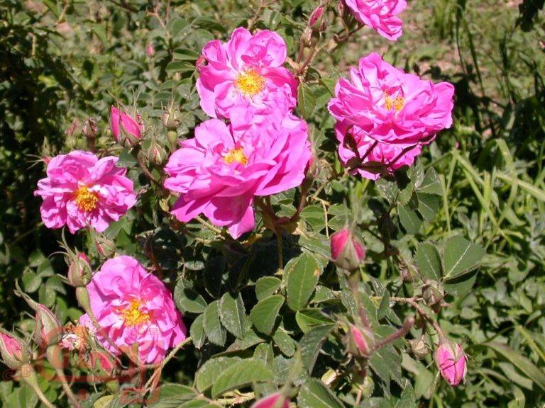 کشت گیاه گل‌محمدی راهکاری برای مقابله با خشکسالی