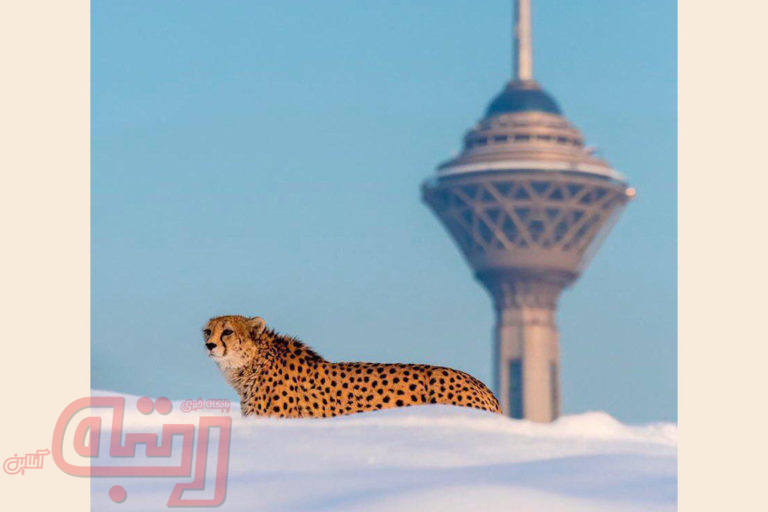 یوزپلنگ ایرانی و برج میلاد یهویی!